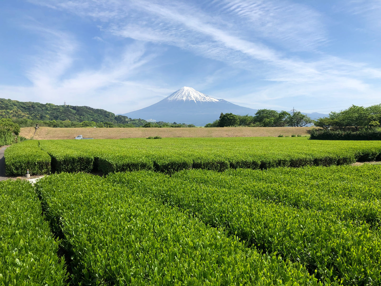 有機抹茶 「富士の翠」 30g